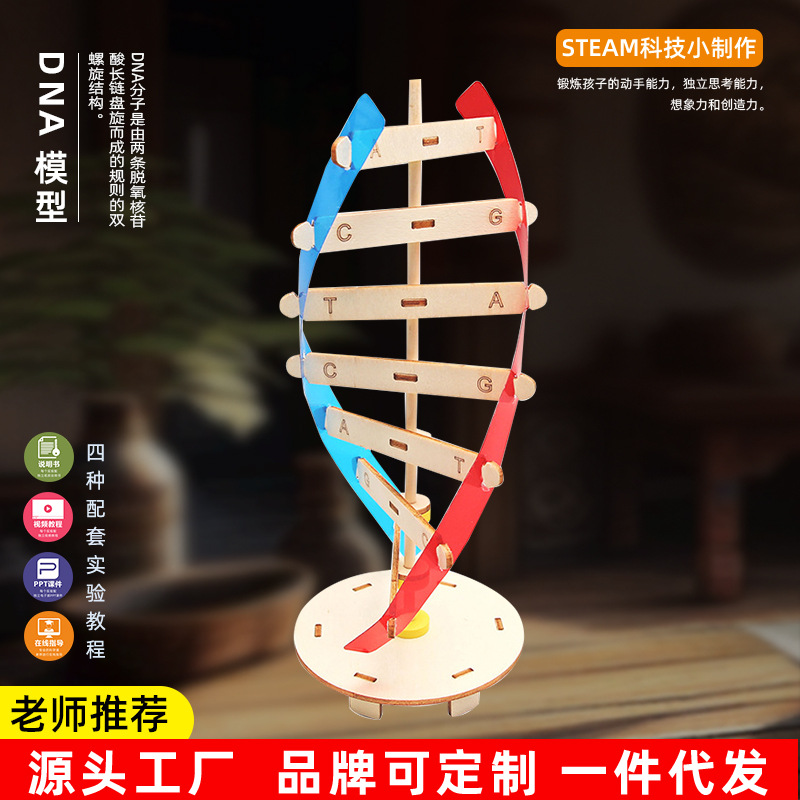 DNA双螺旋结构模型科技小制作手工diy人体基因生物科学实验器