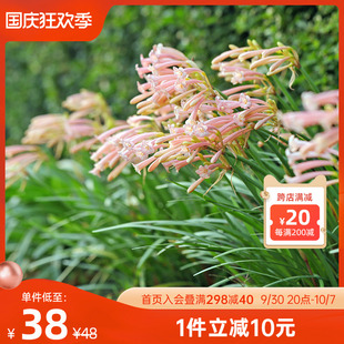 速发垂筒花多年盆易养台庭院楼顶露台花根球卉植物生栽