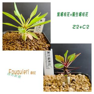 F.fasciculata多肉 簇生福桂花沙漠玫瑰 极速绿阳新意 g紫福桂花