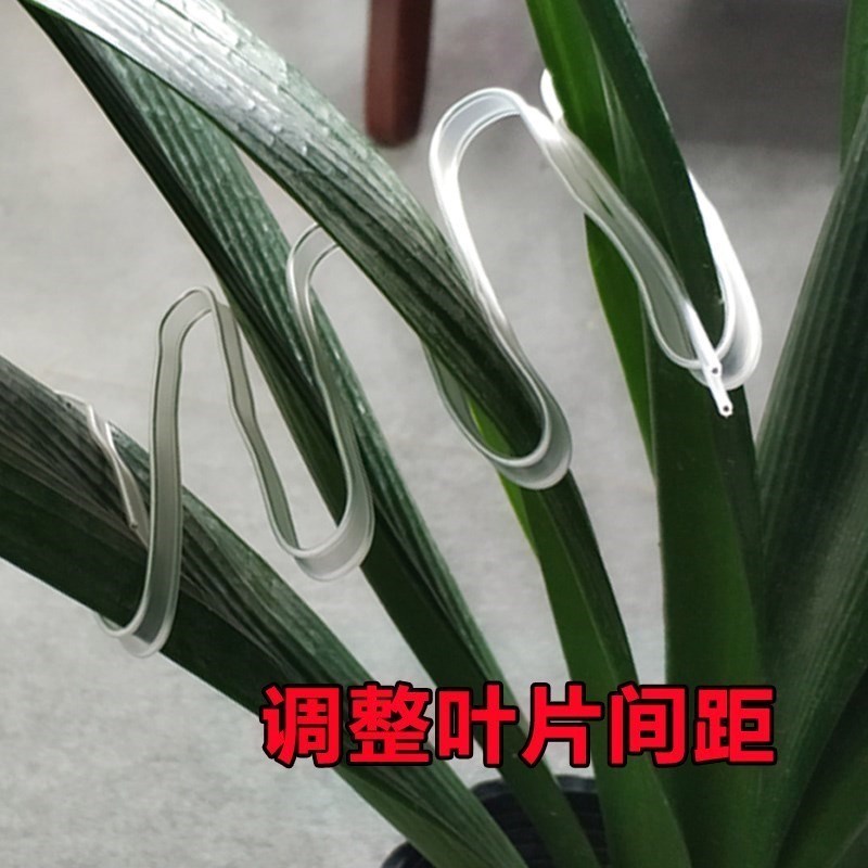君子兰纠正器定i型叶片整形扶正矫正线固定夹校正定形造形修型通