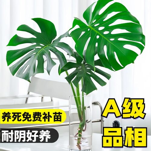 速发水培龟背竹物厅大盆栽室内好养绿植大叶常青观叶耐阴植客净化