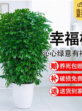 速发幸福树盆栽吸内客厅植家室甲醛净化空气大绿植办公室四季常青