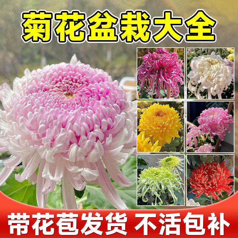 速发菊花盆栽带花苞金丝皇菊千头菊大花苗室内鲜花花卉绿植物四季