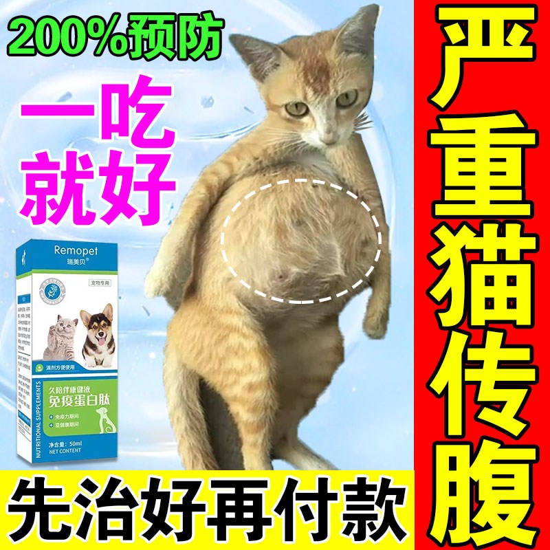 速发猫传腹口服药猫腹水猫发大肚子胀腹膜炎咪烧无力抑制消水腹营