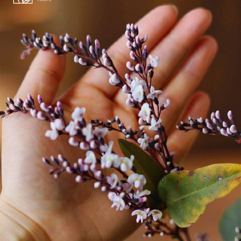 现货速发小椿日和 哈登柏豆 Hdeergia 澳洲紫藤 四季常绿爬藤花卉