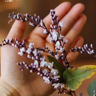 现货速发小椿日和 哈登柏豆 Hdeergia 澳洲紫藤 四季常绿爬藤花卉