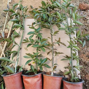 速发速发叶仙苗带根木麒麟嫁接蟹爪兰仙人指假昙花仙人球叶Y仙人