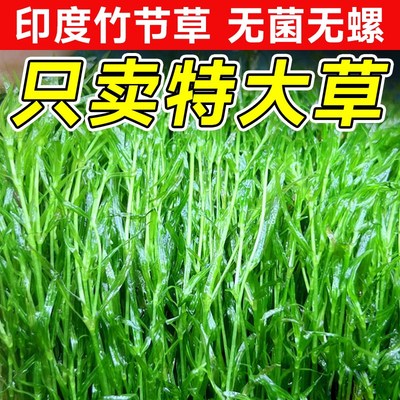 速发小竹节竹节草水草水物鱼缸植族箱造景绿菊蜈蚣真水榕草草