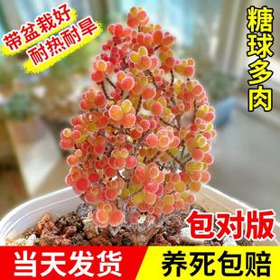 速发糖球枝干品杏多肉贵物花卉高端小盆栽稀有品种名植精番绿植好
