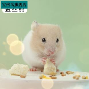 极速仓鼠活物已打疫苗送笼子公母可选金丝熊三线布丁小Y孩子能养