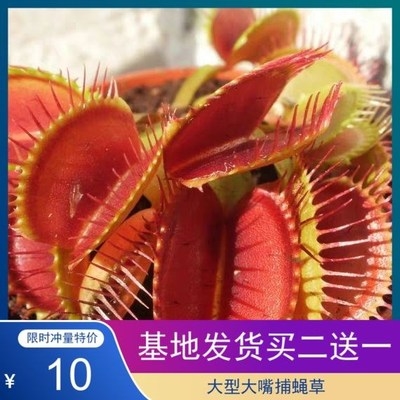 捕蝇草盆栽食人花猪笼草捕虫z草扑蝇草室内吃人花超大食虫植物