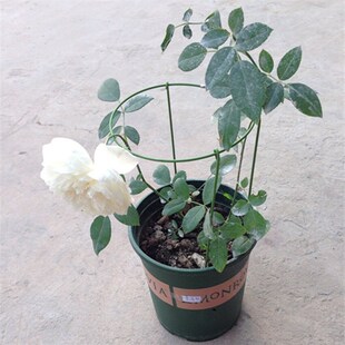 极速盆栽固定 兰花护o叶架蕙兰叶子支撑架 蟹脚兰花架 套塑铁环花