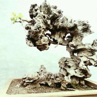 极速黄荆老桩盆景老根树桩黄荆微盆景小品盆景老桩V熟桩黄荆造型