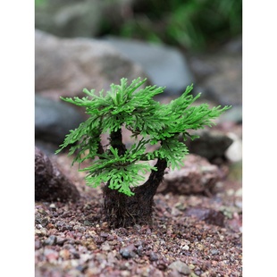 极速养泡在种在j水里的假山植物附石草小叶卷柏树盆景老桩吸水石