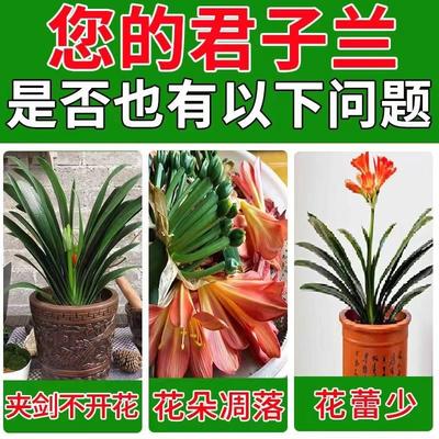 极速君子兰肥料k肥治不开花黄叶病烂根叶斑不开花一喷绿营养液