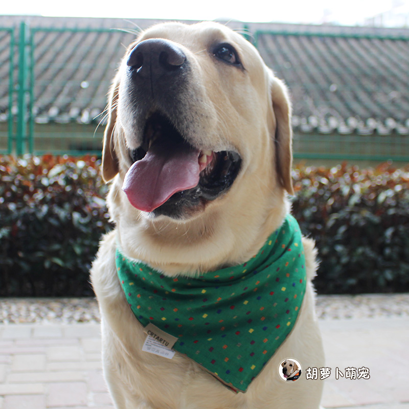 极速狗狗口水巾中大型p犬卖萌拍照围脖可爱三角巾金毛拉布拉多宠