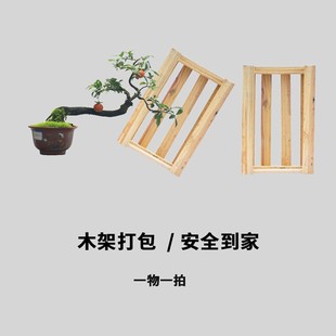 极速金弹子母桩红果盆景一物一拍A精品盆栽熟桩带果客厅老鸦柿绿