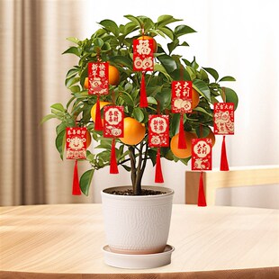新品新年绿植装扮挂件2026马年小银H柳利是红包客厅办公室盆栽氛