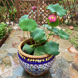 极速特色彩瓷马赛克大号花t盆 睡莲荷花盆落地花缸庭院入户花柱装