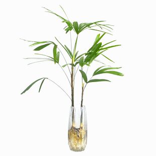 极速水培金山棕竹室内桌面盆栽花卉盆景带根子老桩比马Y醉木吊钟