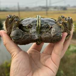 大闸蟹寻江壹品甄选好蟹无为优质大闸蟹3.5两全母礼盒装