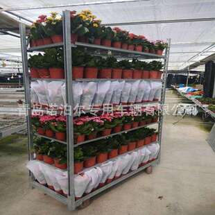 标准1350*565*1900 mm 胶合板鲜花周转车 花架车花卉周转车