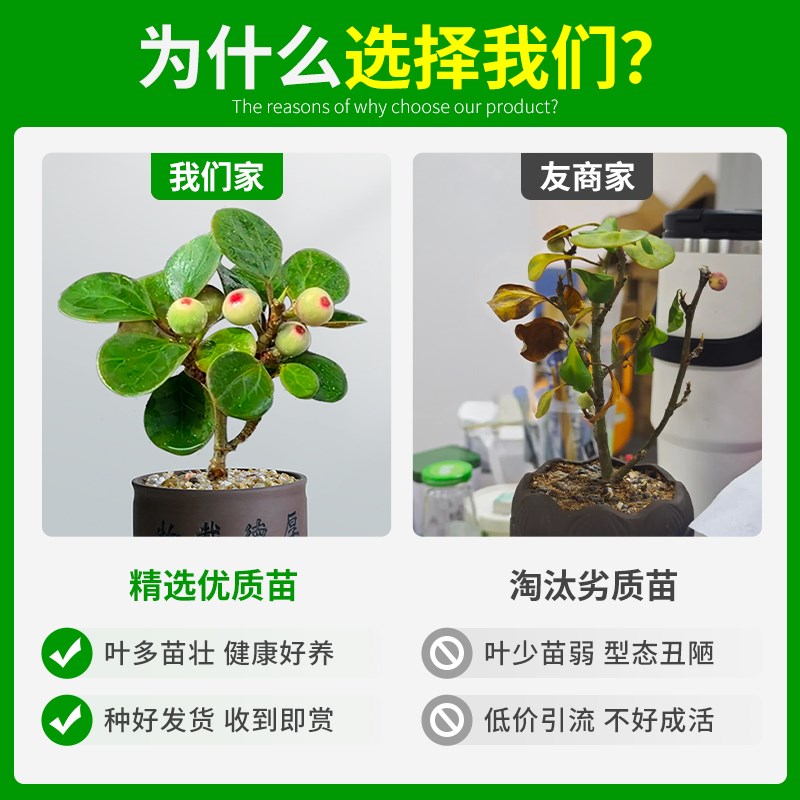 热销小盼菩提绿植盆栽带果子盆景菩D提树陶瓷花盆中式禅意桌面摆图片