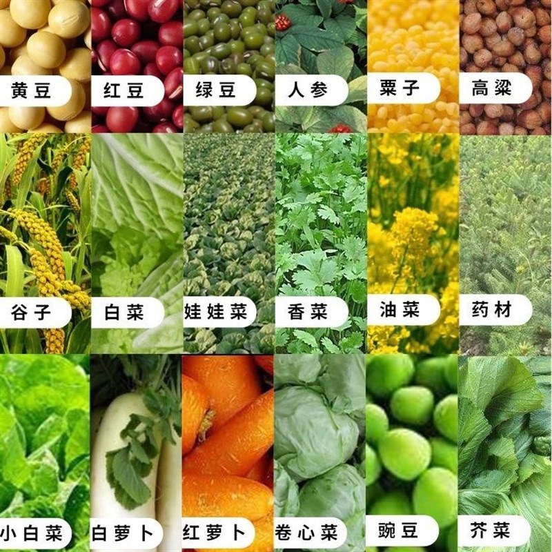 热销蔬菜播种机小颗粒播种机小粒蔬F菜播种机种菜神器万能播种器
