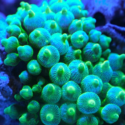 热销奶嘴海葵海水养殖小丑鱼共生海葵H海缸软体珊瑚绿奶嘴海葵紫