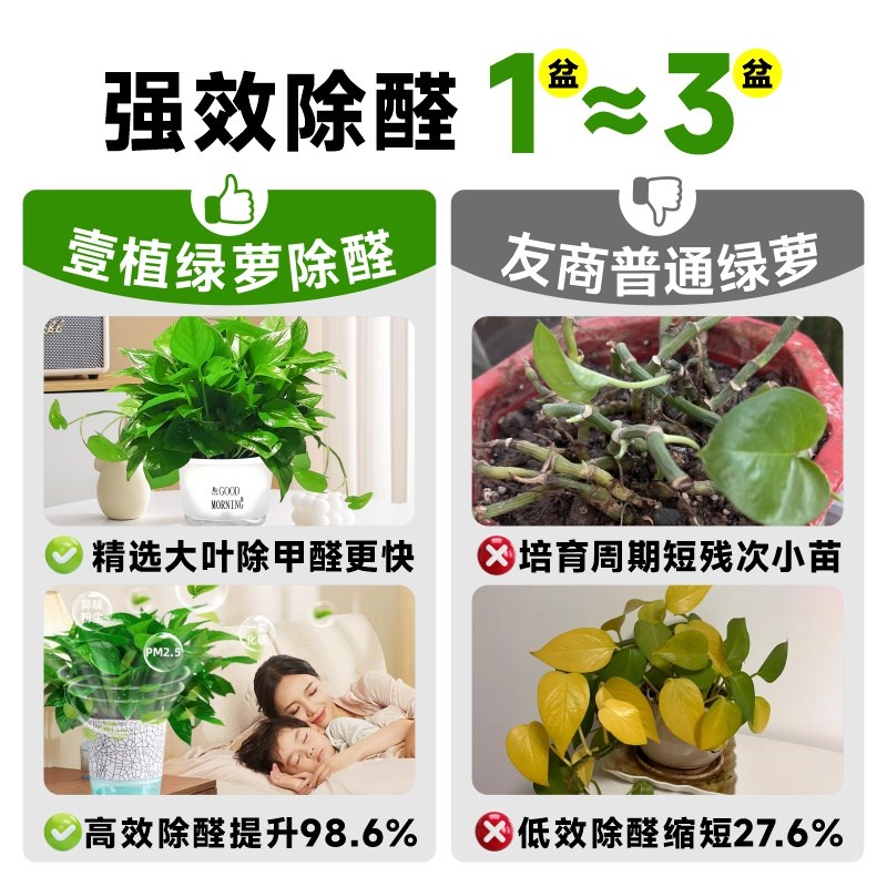 热销绿萝盆栽室内客n厅爬藤植物办公室桌面绿箩长藤水培绿植新房
