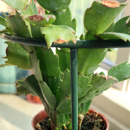 热销蟹爪兰支架固定撑杆花架x植物花防倒伏架支撑杆盆栽绣球花卉