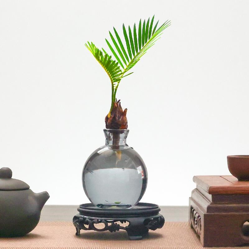 热销水培植物铁树宝宝小盆栽办公室内桌面摆件好养活四.季常青绿