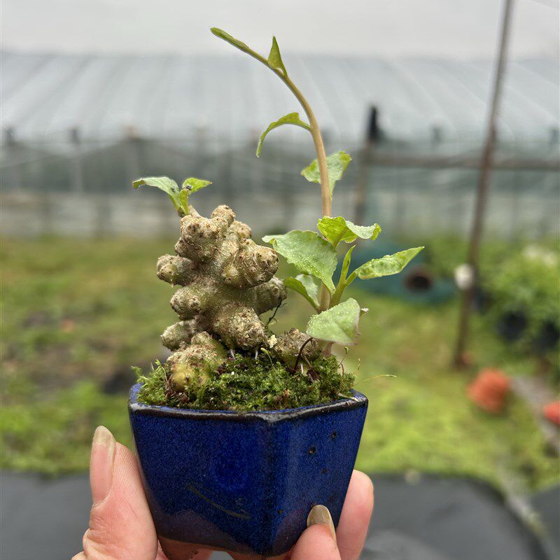 热销花卉绿植藤三七盆景办公室盆栽茶桌J摆件创意山野草清新空气