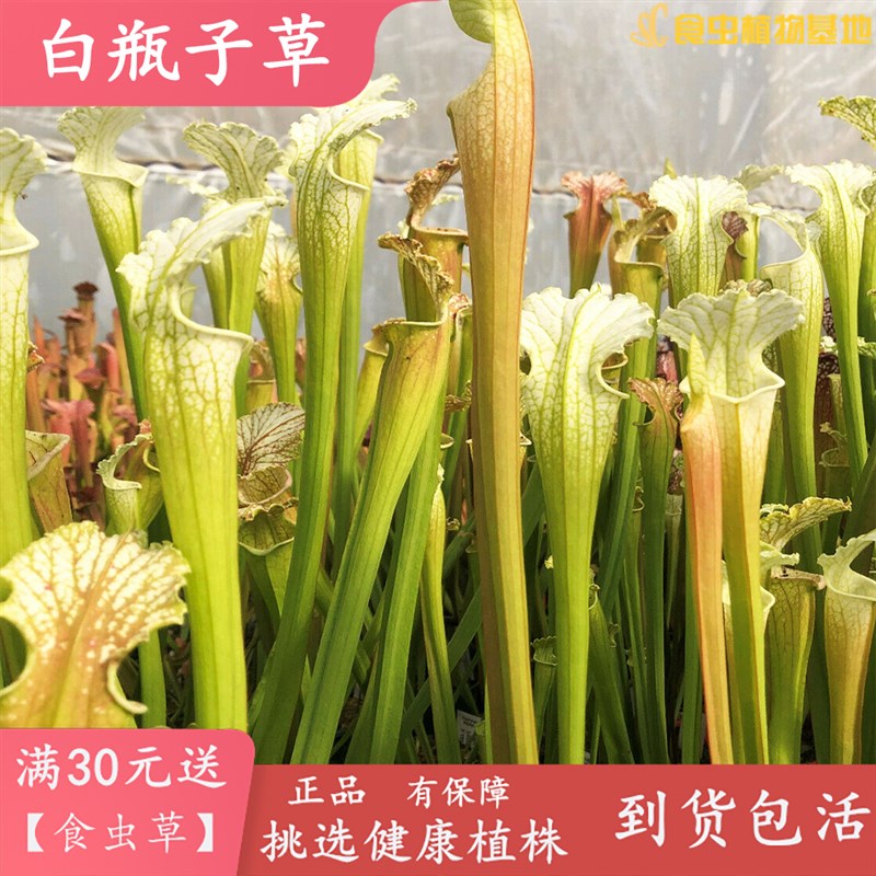 热销白瓶子草【i食虫草吃蚊子能桌面绿植