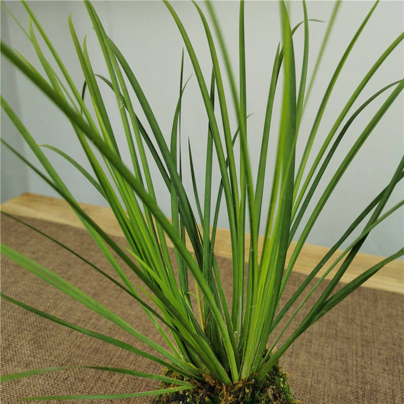 热销苔玉球苔藓j球胧月菖蒲书房清雅茶桌办公室禅意绿植盆栽摆件