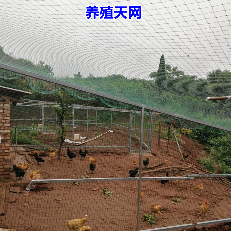 热销加粗尼龙大棚果园果树防鸟网鱼塘F养殖葡萄园防鸟用网农用防