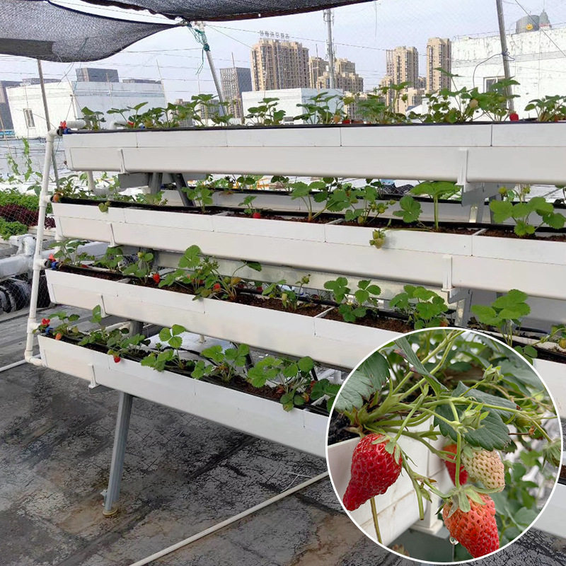 楼顶阳台大棚无土栽培 草莓种植架 红颜二元培种植架