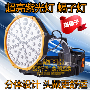 波来特蝎子灯豆虫灯照蝎子紫光灯强光蝎子头戴锂电池led充电头灯