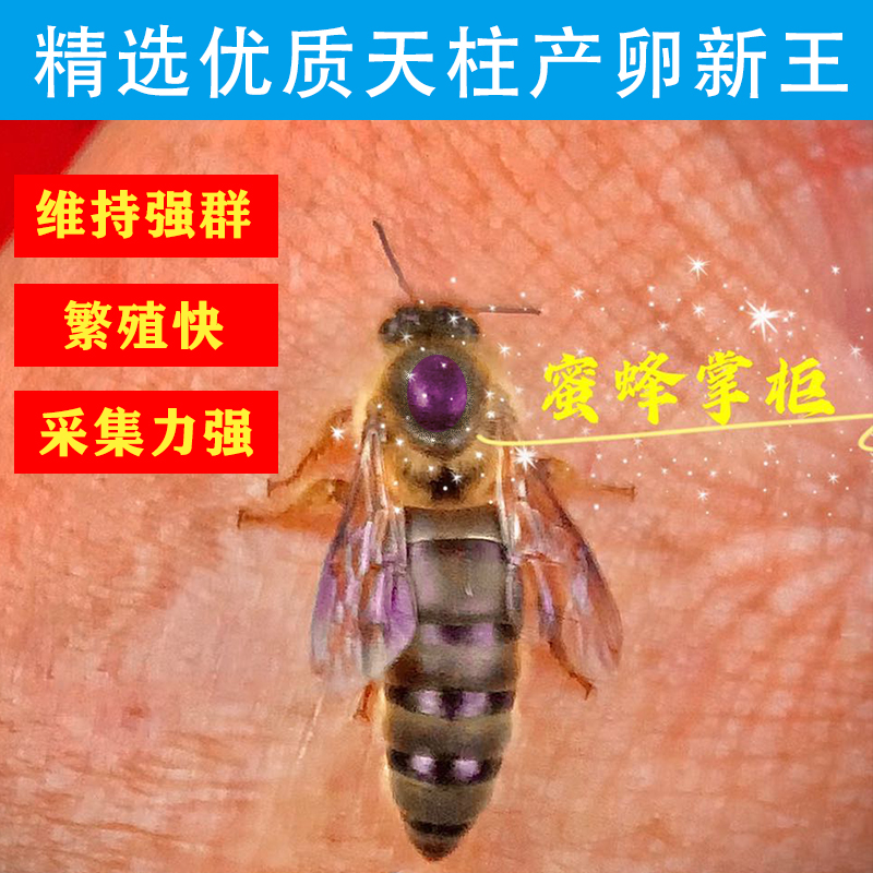 极速中蜂种王蜂良种双色阿坝红背仓王G天柱开产红环土蜂广东大力