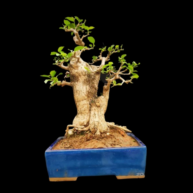 速发矮霸老桩三角梅盆景阳台客厅净化空气勒杜鹃开花X盆栽易活花