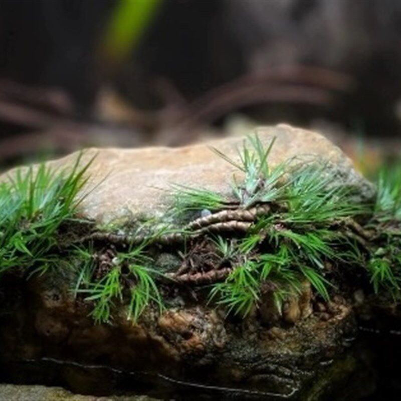 新品龙根菖蒲水生植物花卉水培微景观阳台鱼龟缸水养X盆栽盆景庭