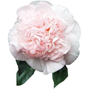 极速戴氏之歌茶花稀有品种盆栽小苗四季常绿水晶粉白拖.桂阳台庭