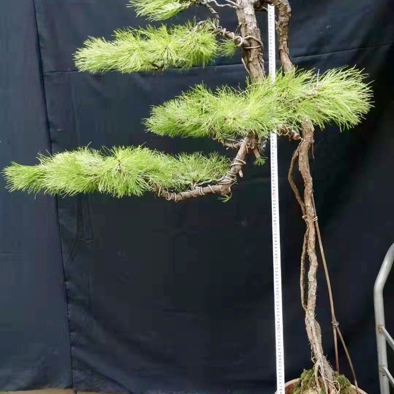 极速促提根文人黑松五针松盆景黄山松大型K造型老桩迎客松庭院阳