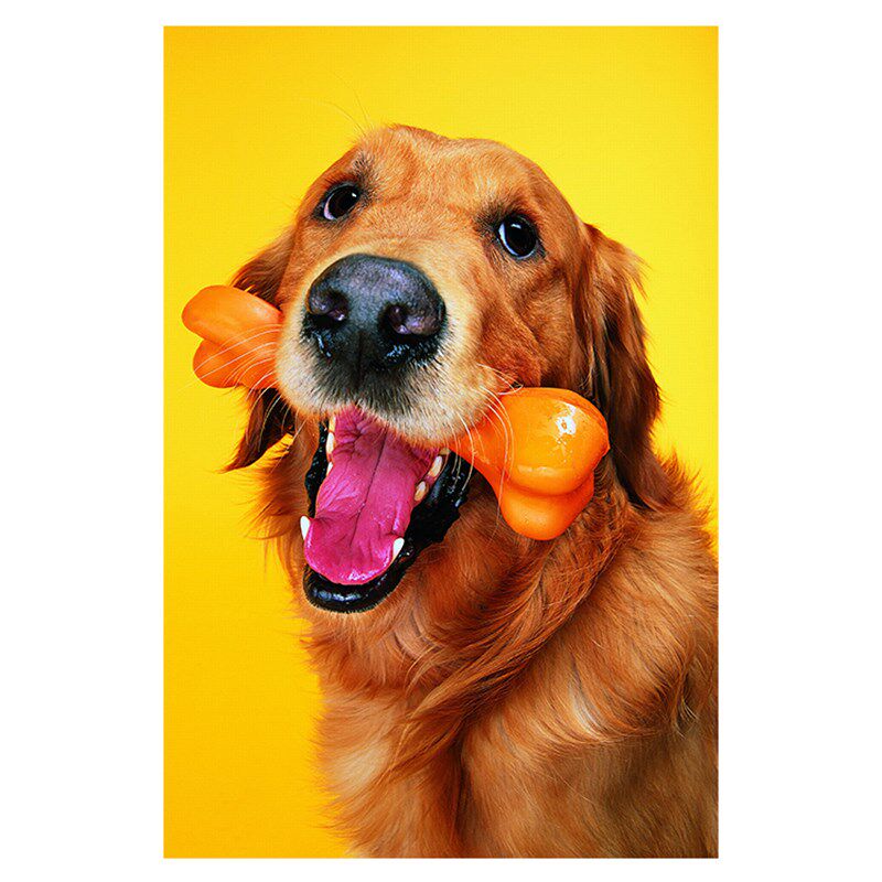 新品动物图案可爱简o约金毛小狗狗图片自粘海报贴画壁画背景墙装