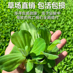 新品浮萍水草水培植物水上和w鱼共养金鱼缸造景古法养鱼净化水质