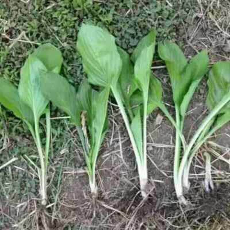 极速多年生耐寒耐旱观叶地被植物金边花叶M玉簪花卉室内盆栽花坛