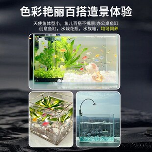 新品天使鱼观赏鱼大号热带t小型活鱼好养耐活淡水孔雀灯科七彩神