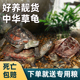 新品 中华草龟小乌龟活物外塘长寿龟招财宠物观赏龟水W金线龟墨龟