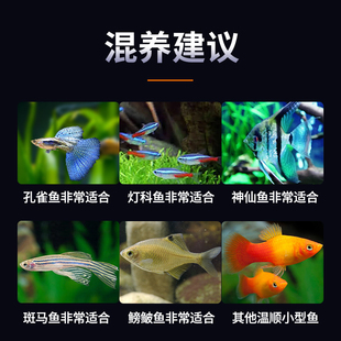 新品天使鱼鱼苗观赏鱼小鱼小型淡水热带鱼好养耐活孔雀Z鱼活鱼金