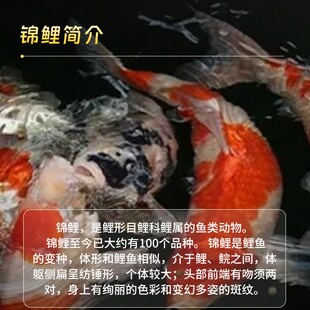 新品锦鲤b鱼苗活体观赏鱼好养耐活冷水淡水孔雀活鱼天使鱼纯种金